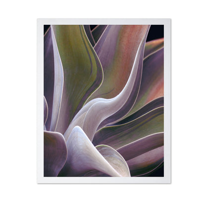 Purple Green Agave