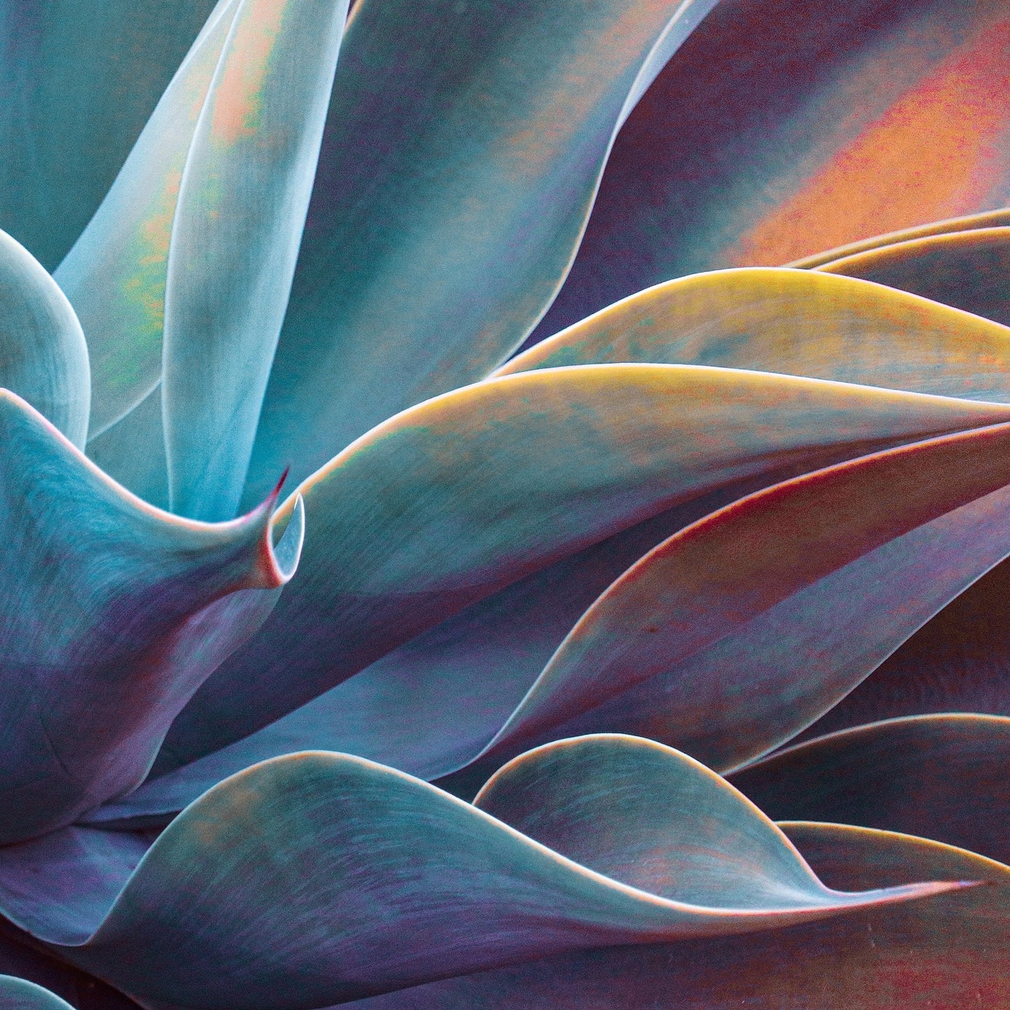 Colorful Agave Detail