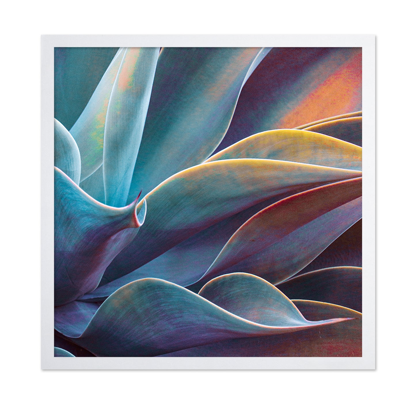 Colorful Agave Detail