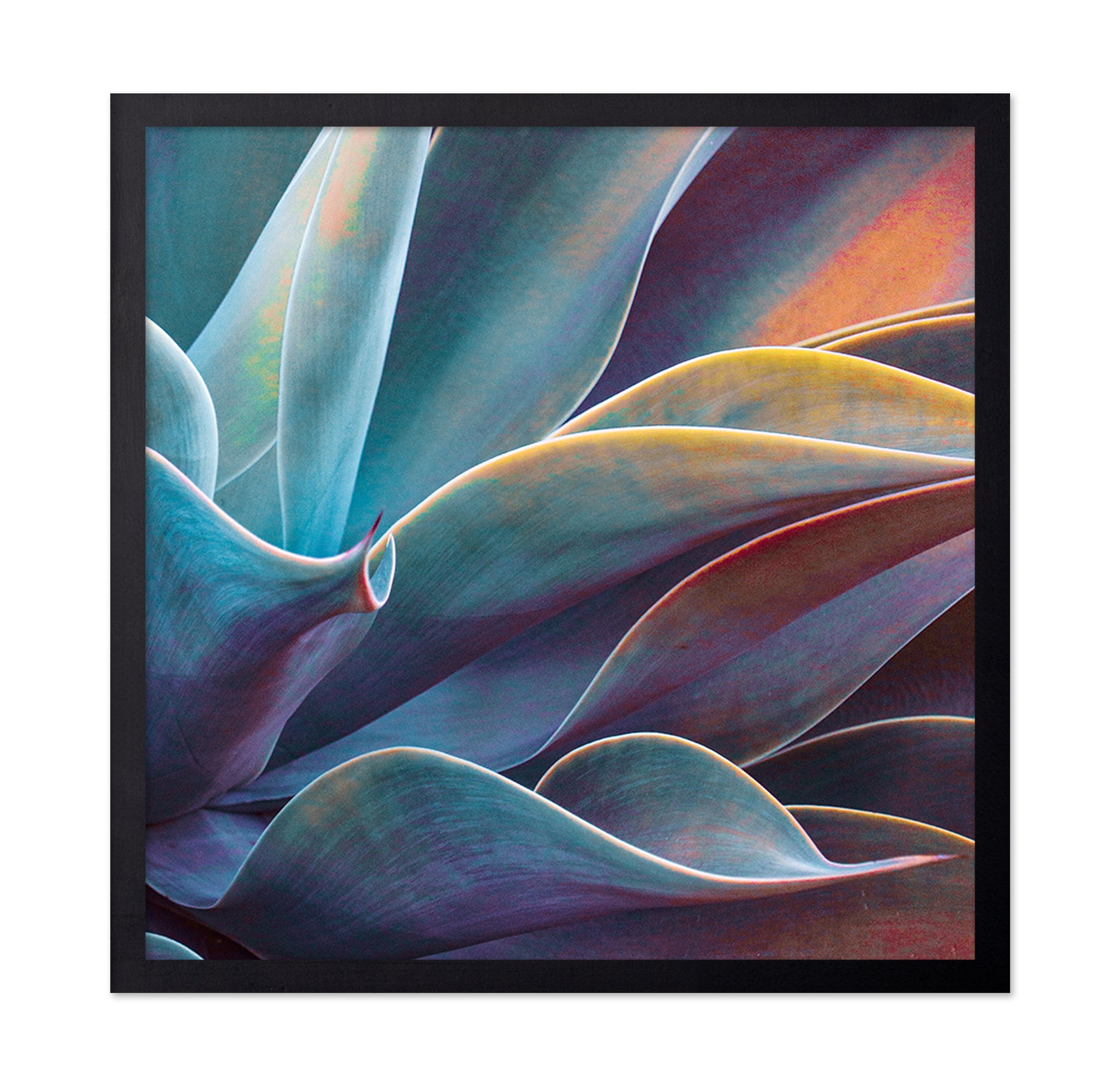 Colorful Agave Detail