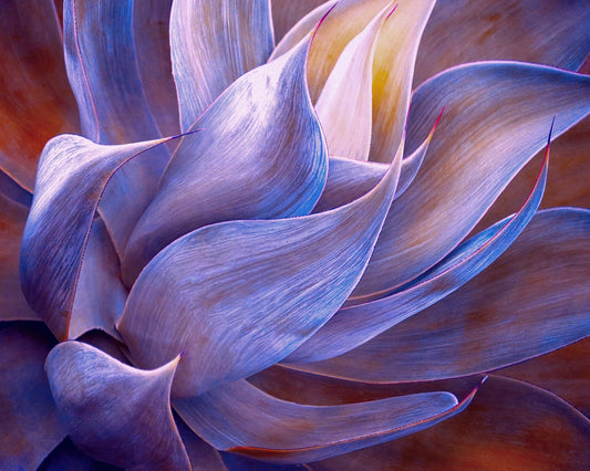 Violet Agave Abstract