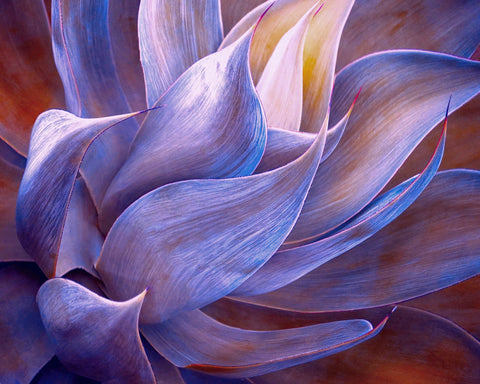 Violet Agave Abstract