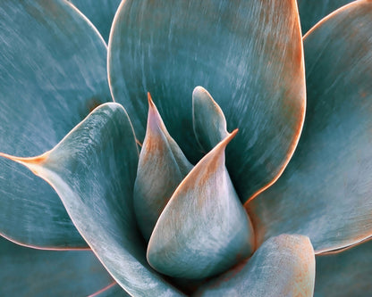 Blue Green Agave