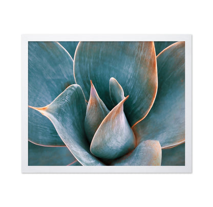 Blue Green Agave