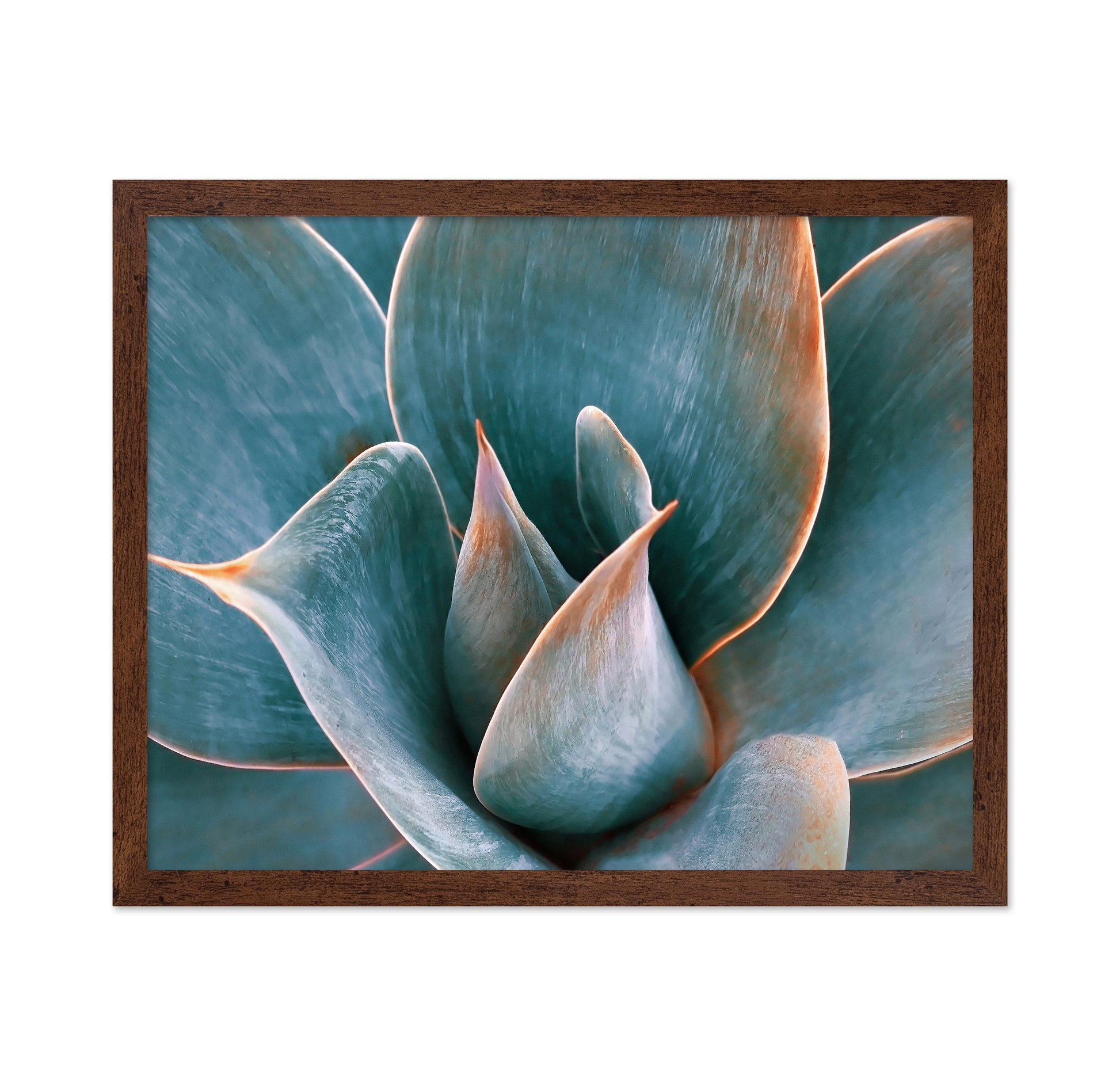 Blue Green Agave
