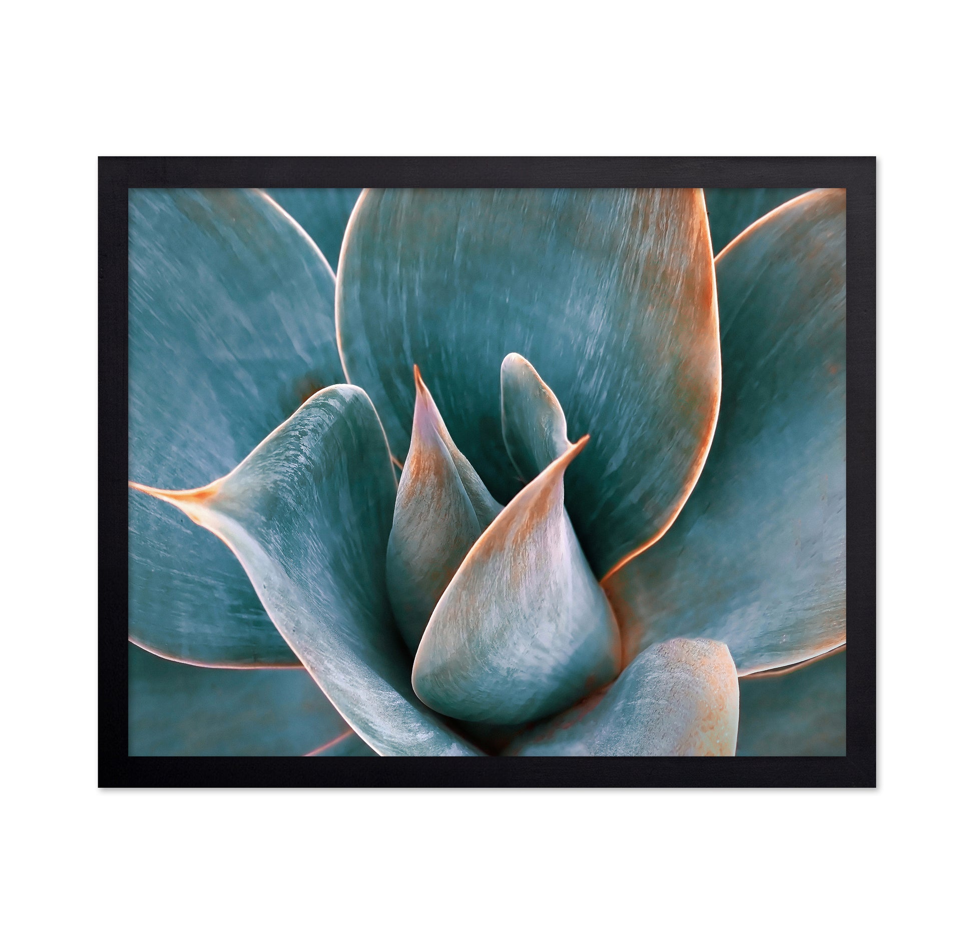 Blue Green Agave