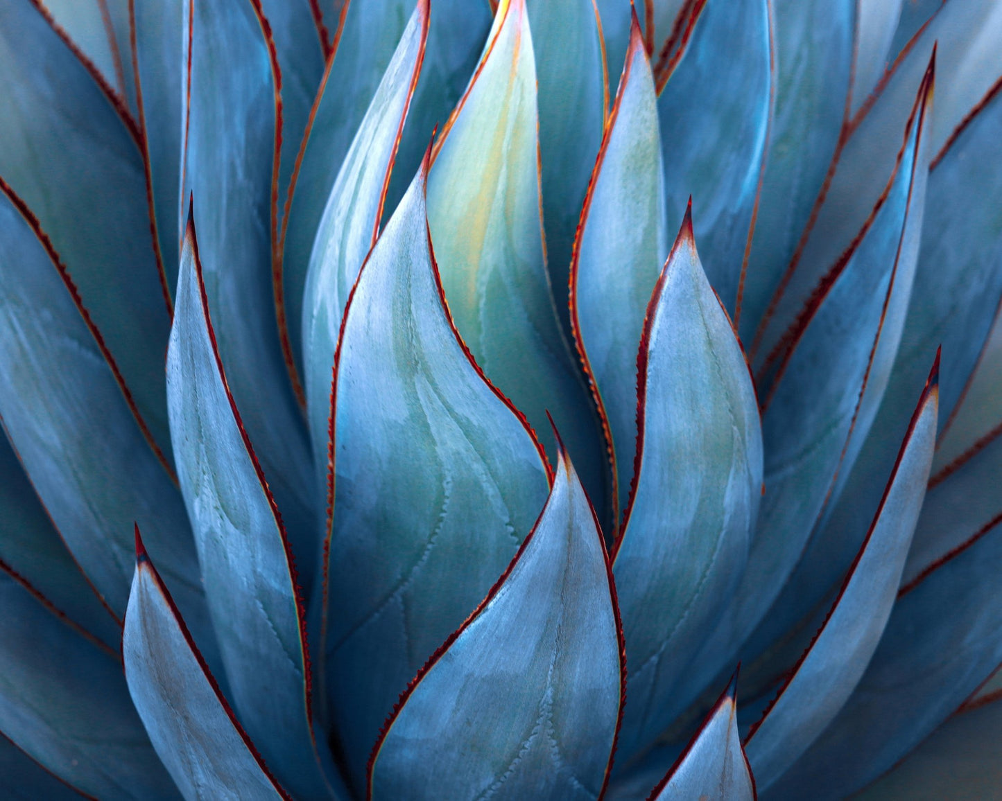 Blue Agave Detail
