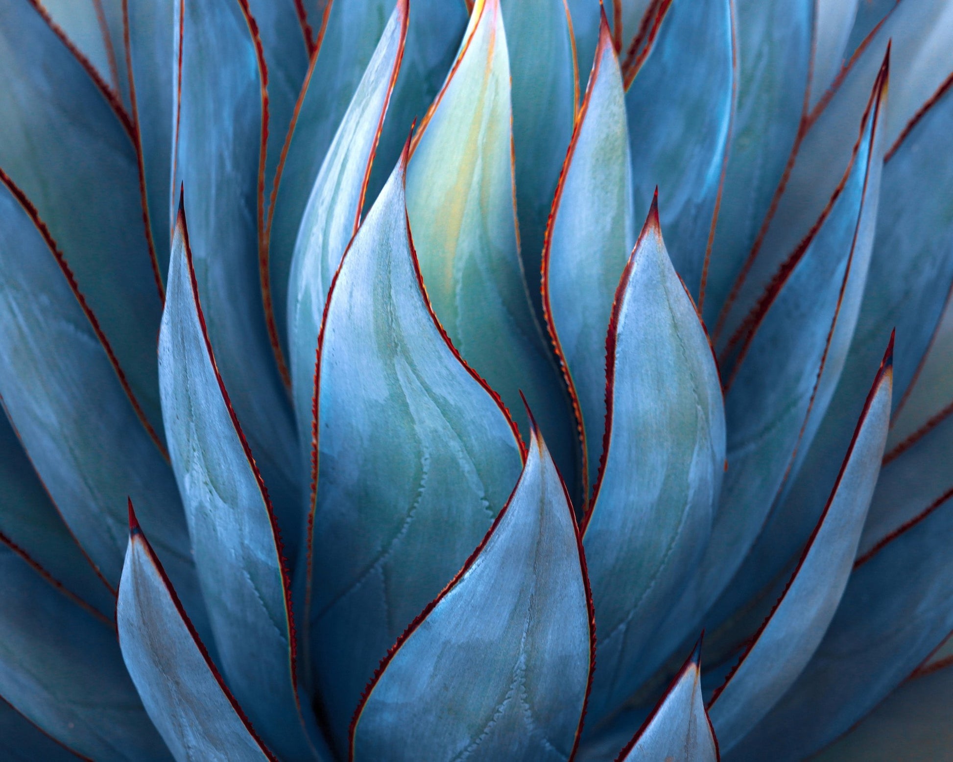 Blue Agave Detail