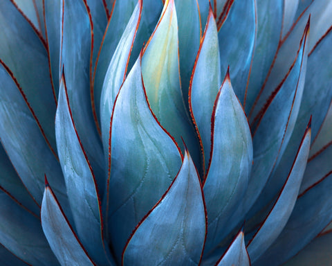 Blue Agave Detail