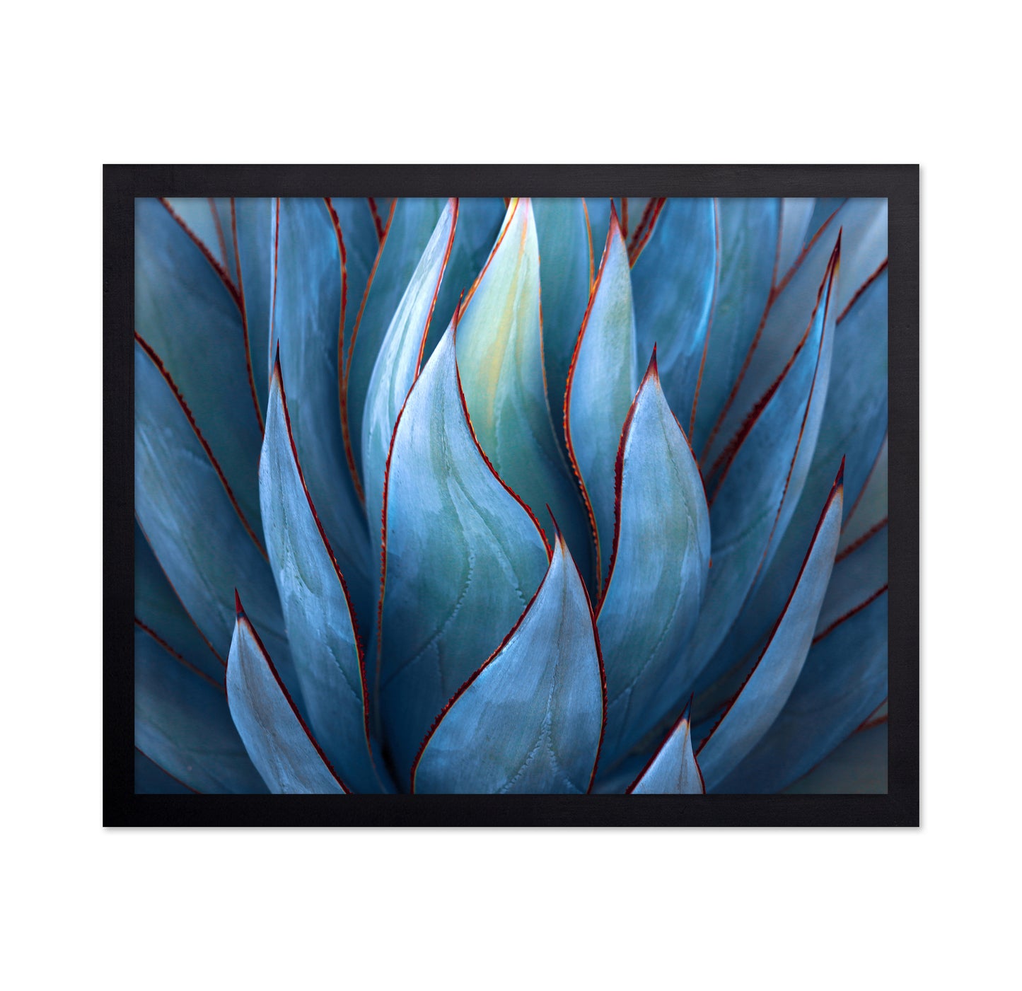 Blue Agave Detail