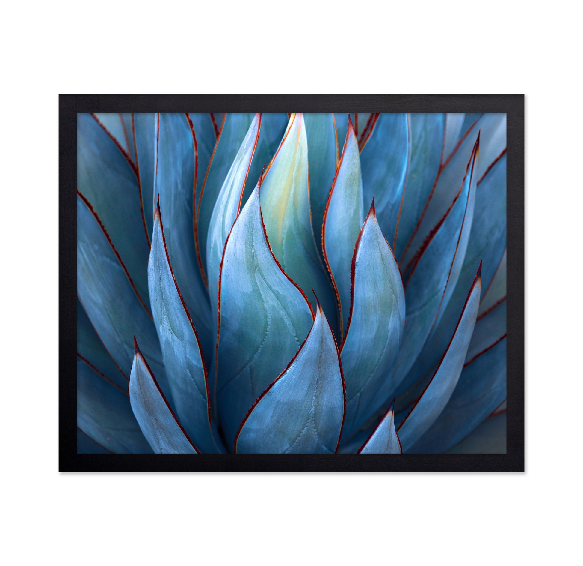Blue Agave Detail
