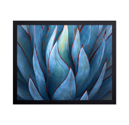 Blue Agave Detail