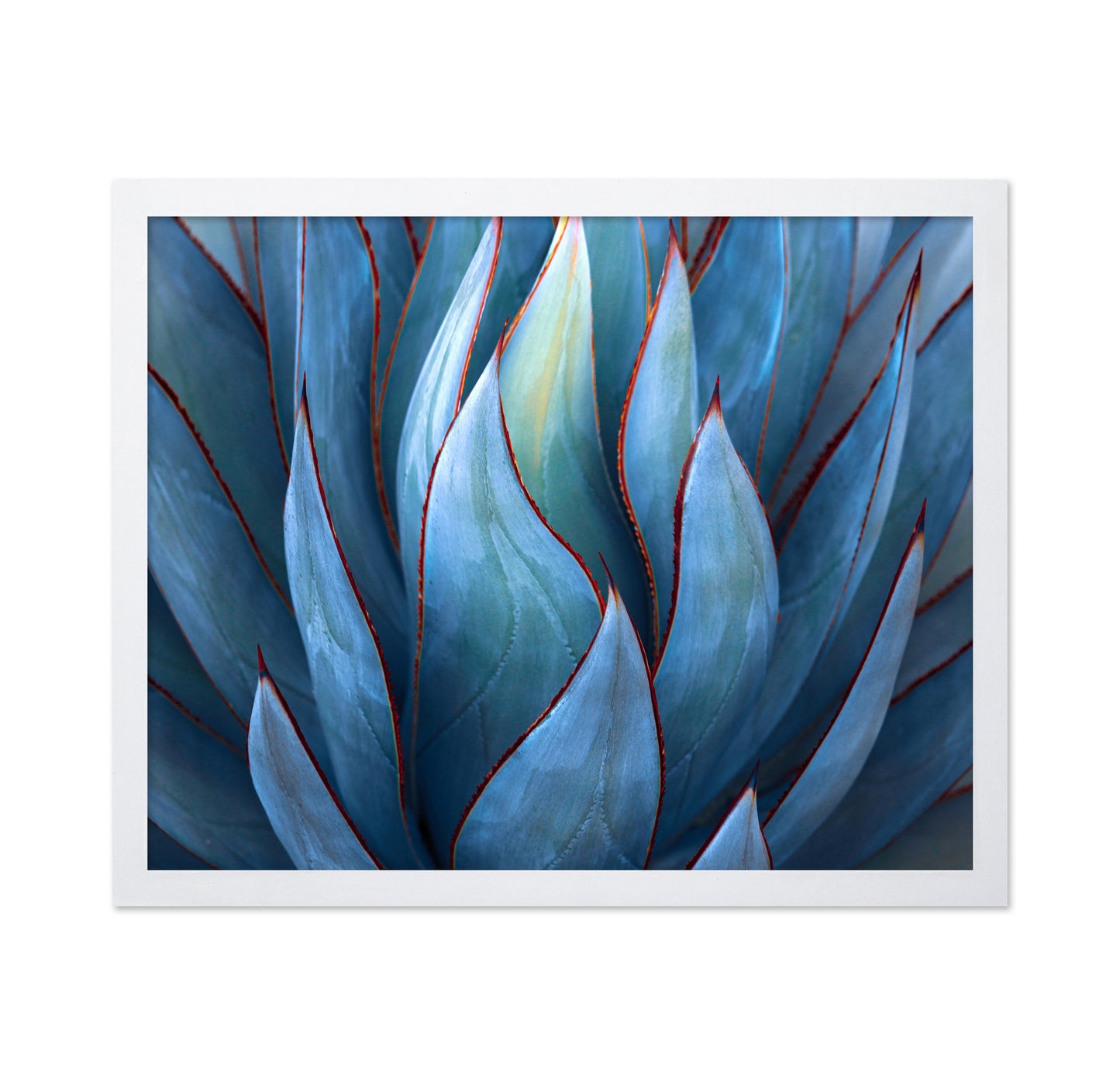 Blue Agave Detail