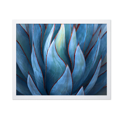 Blue Agave Detail