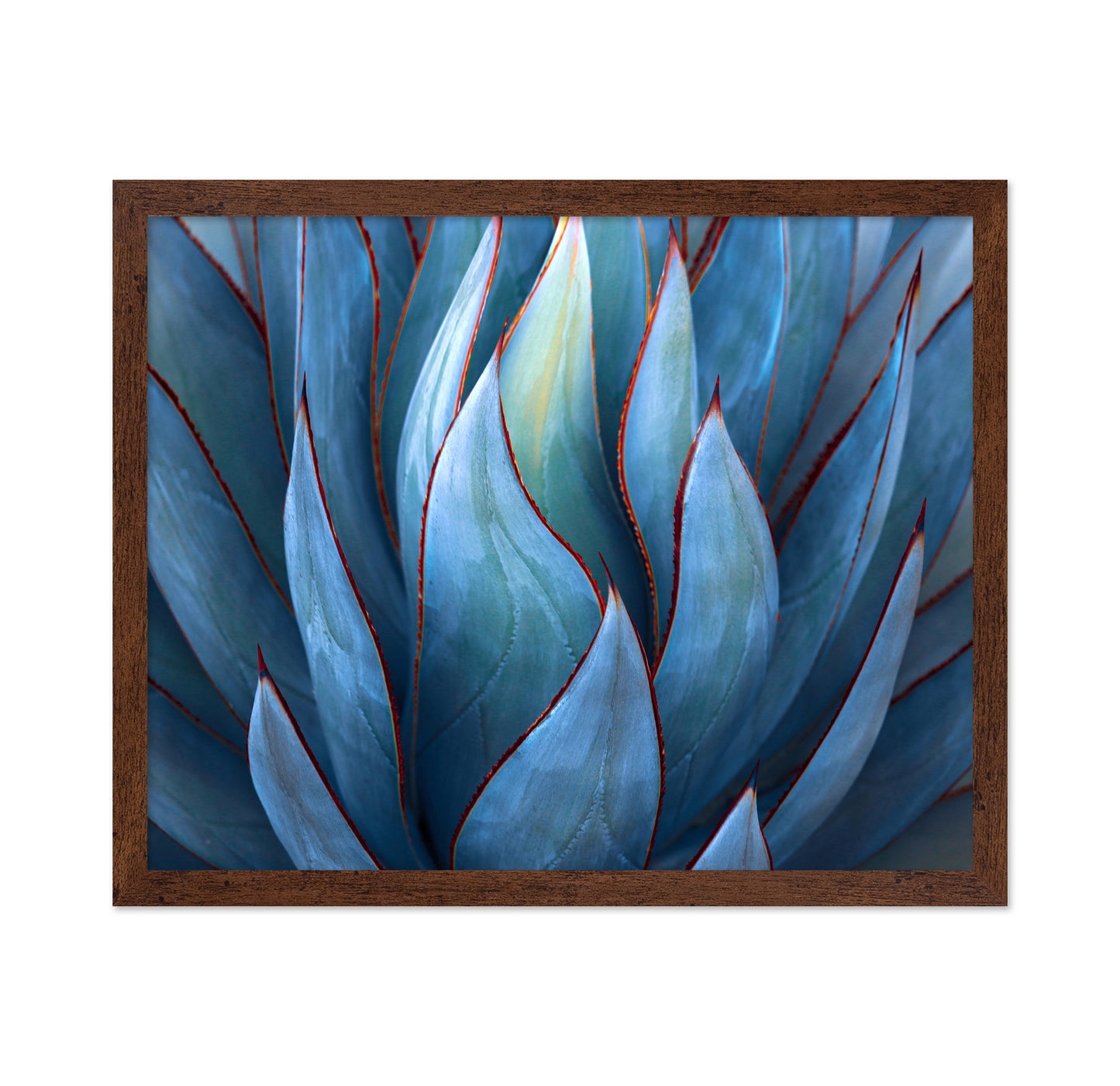 Blue Agave Detail