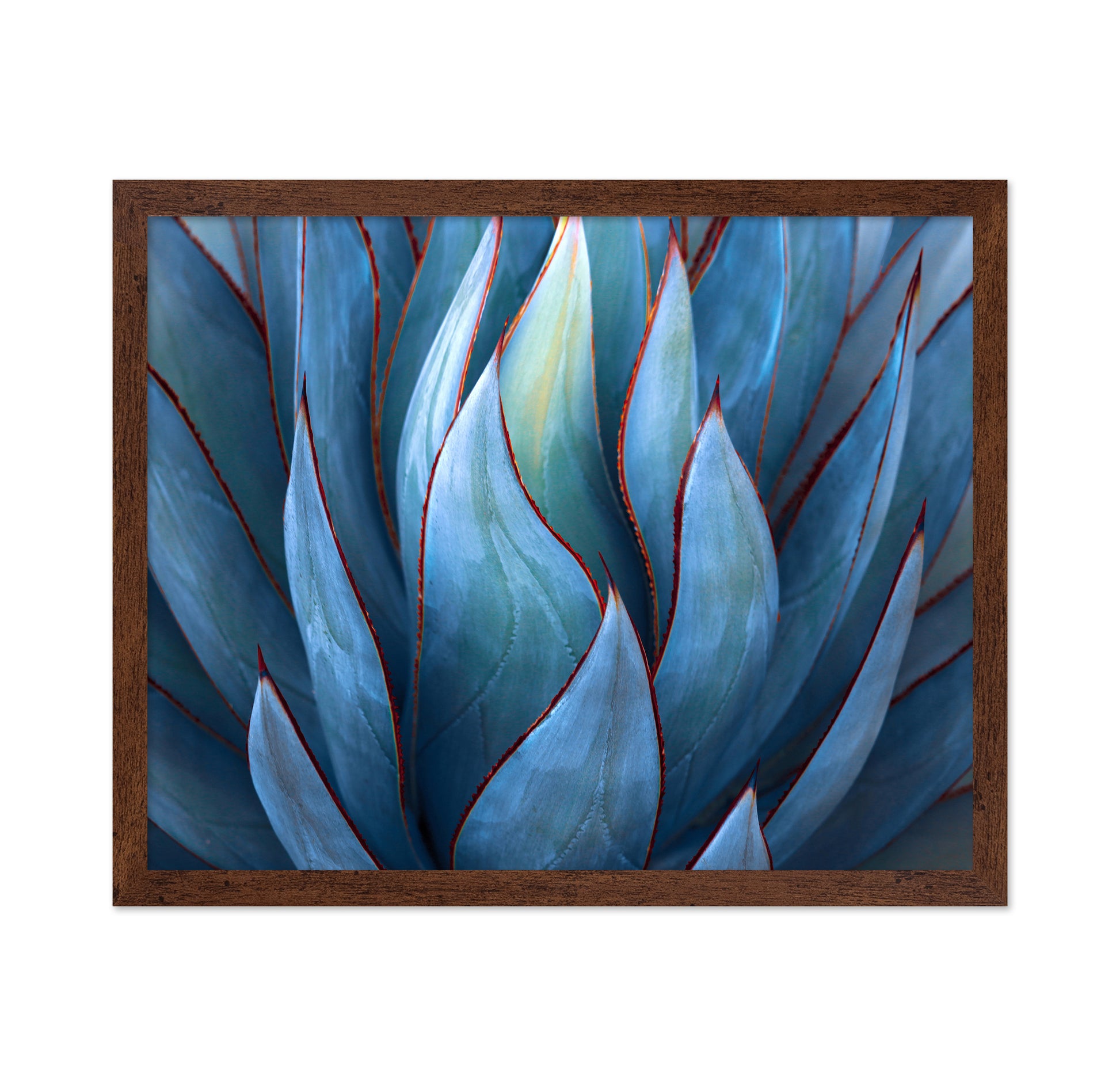 Blue Agave Detail