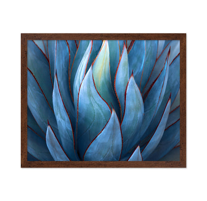 Blue Agave Detail