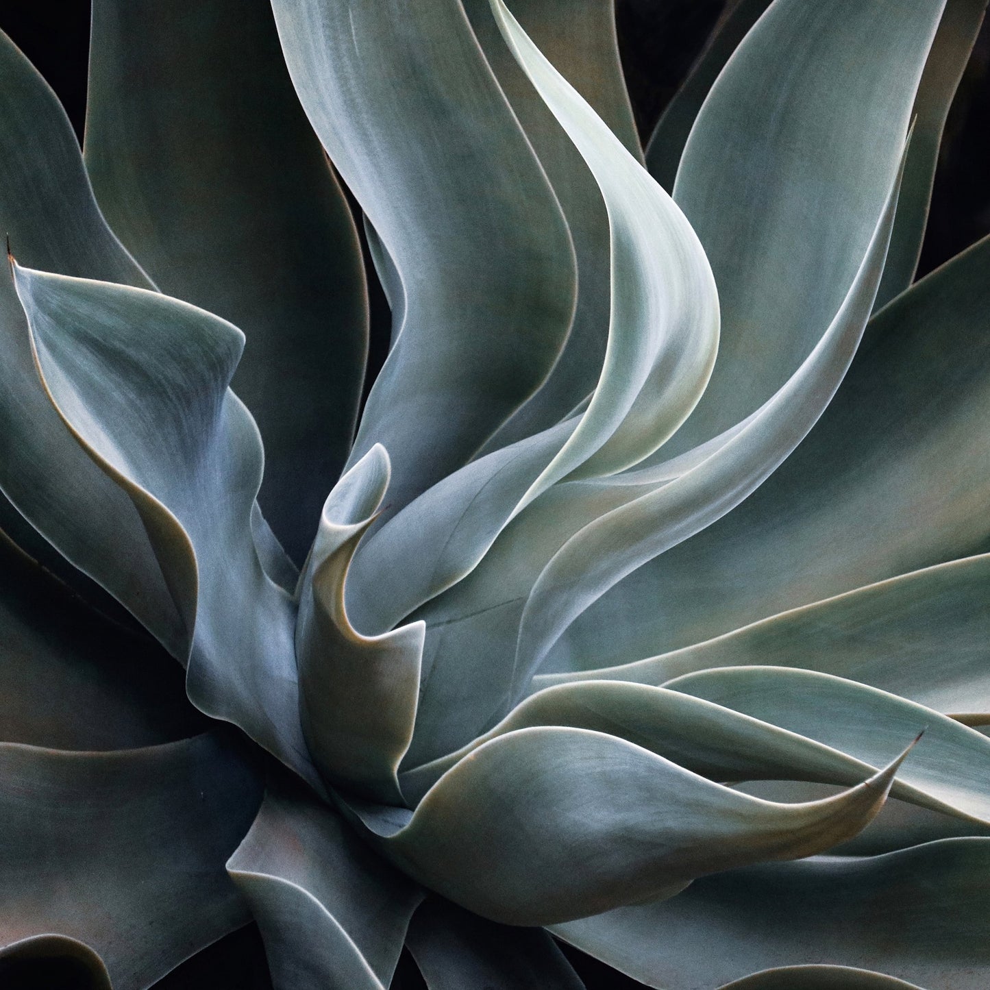 Soft Agave Abstract