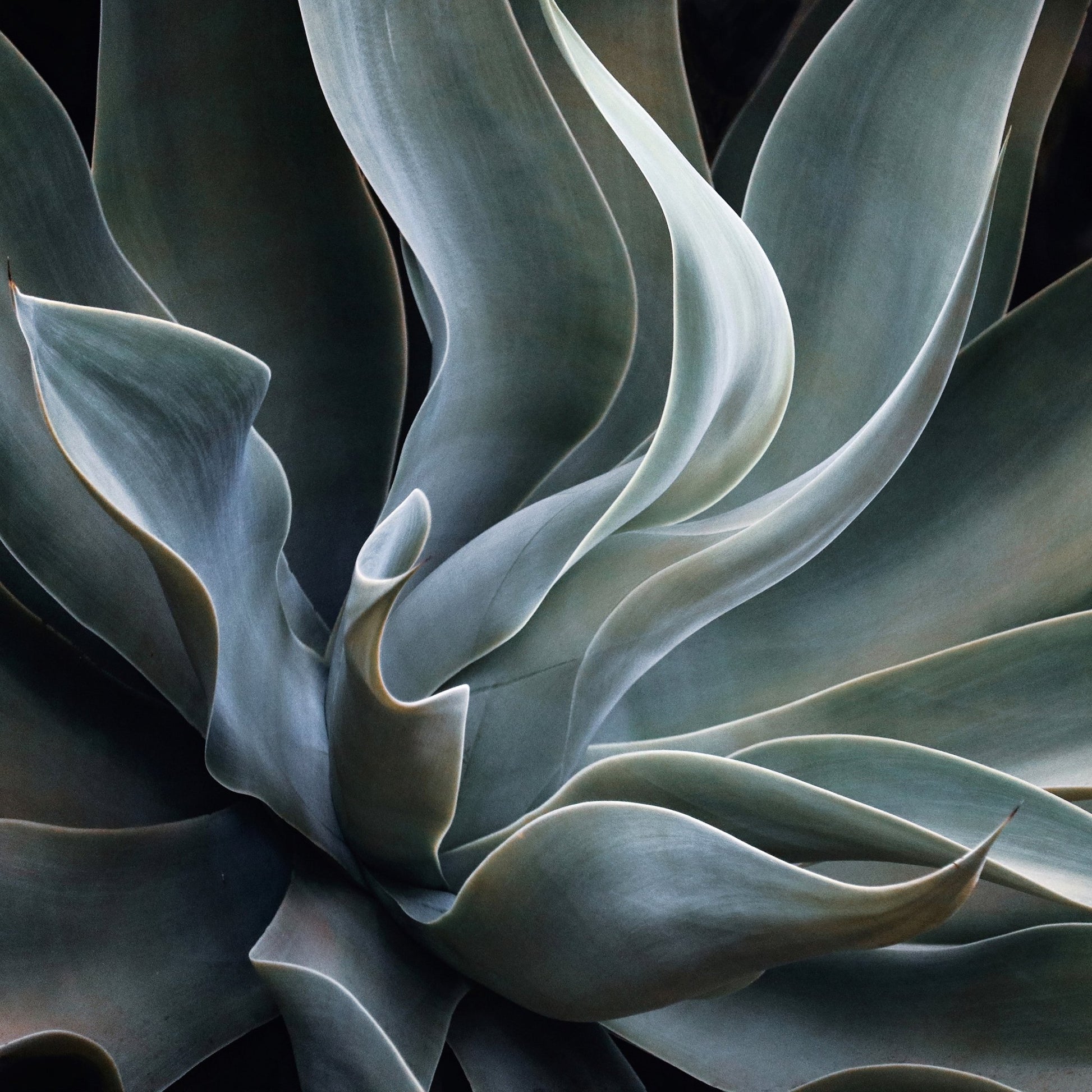 Soft Agave Abstract