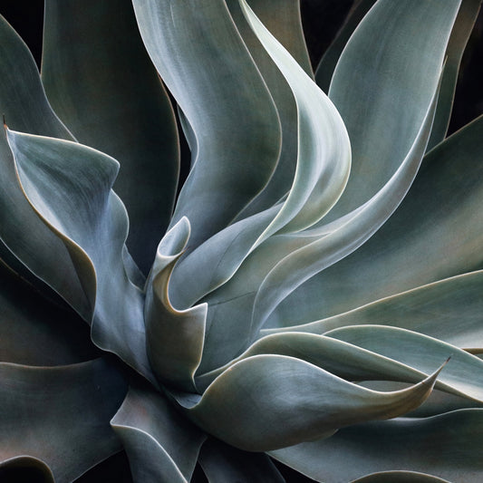 Soft Agave Abstract
