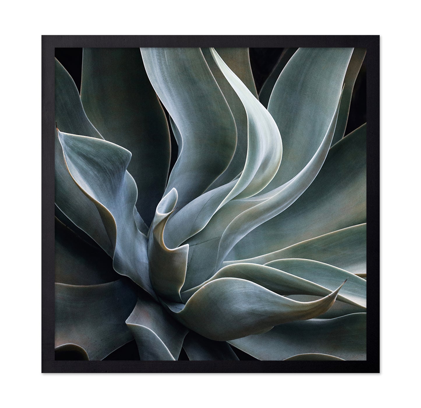Soft Agave Abstract