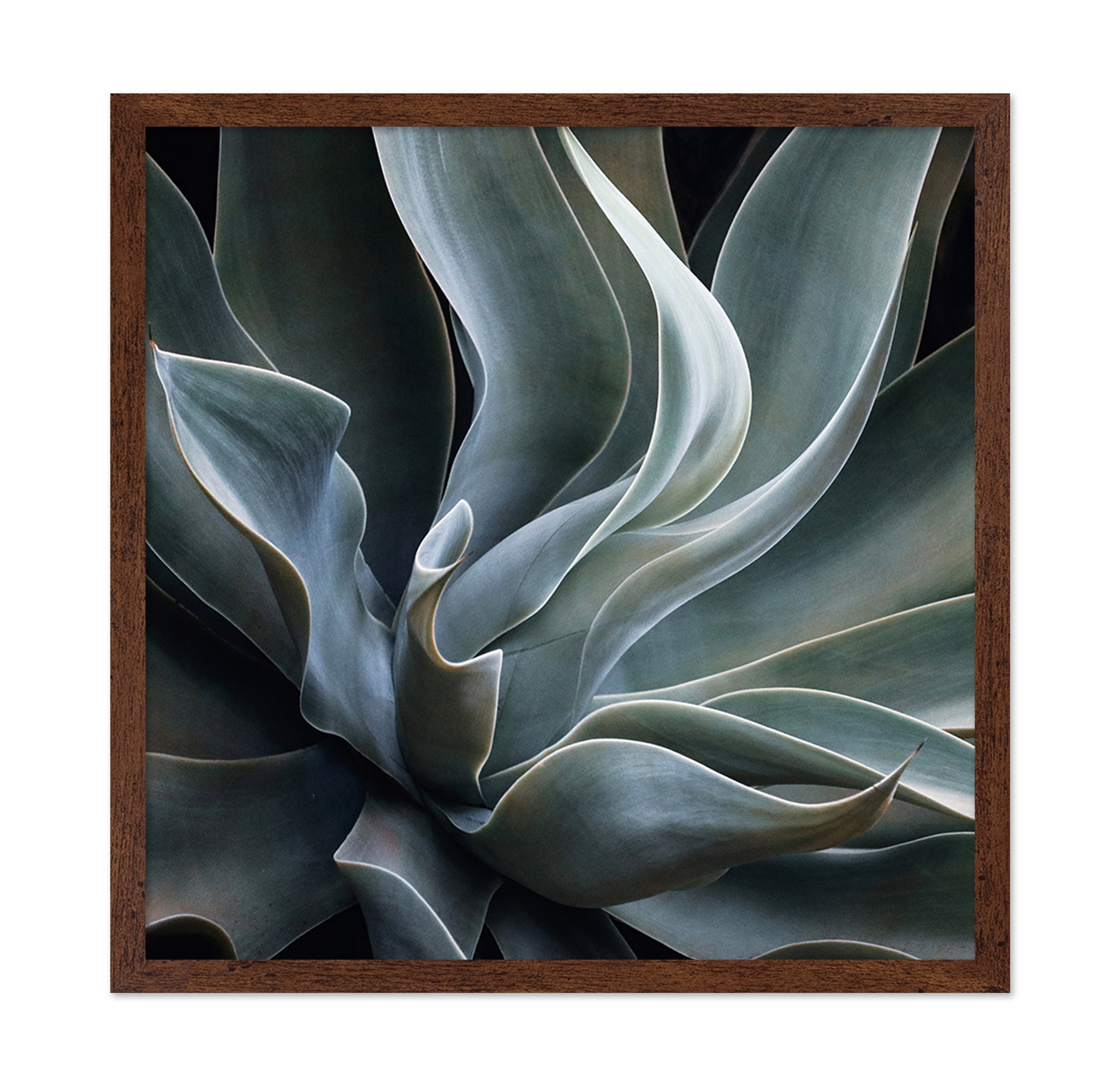 Soft Agave Abstract