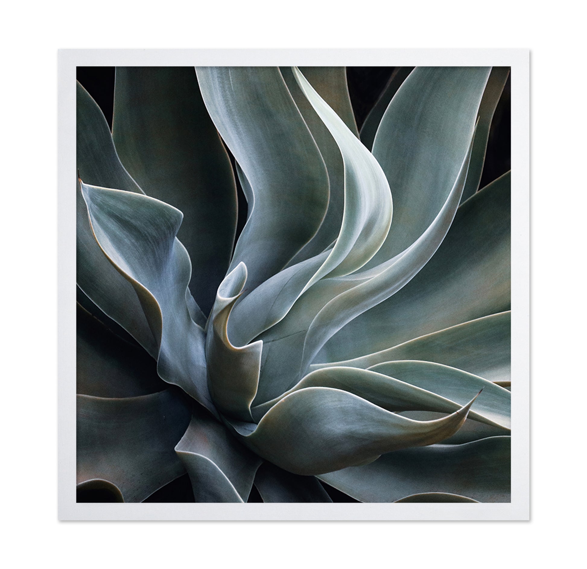 Soft Agave Abstract