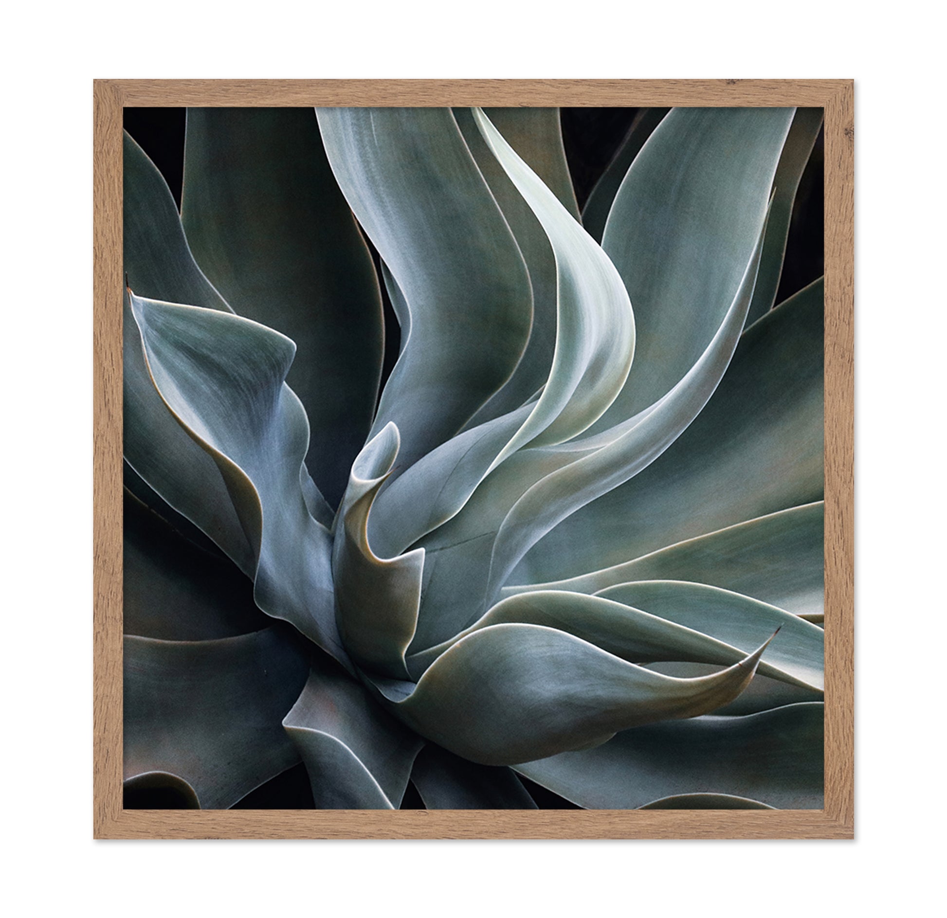 Soft Agave Abstract