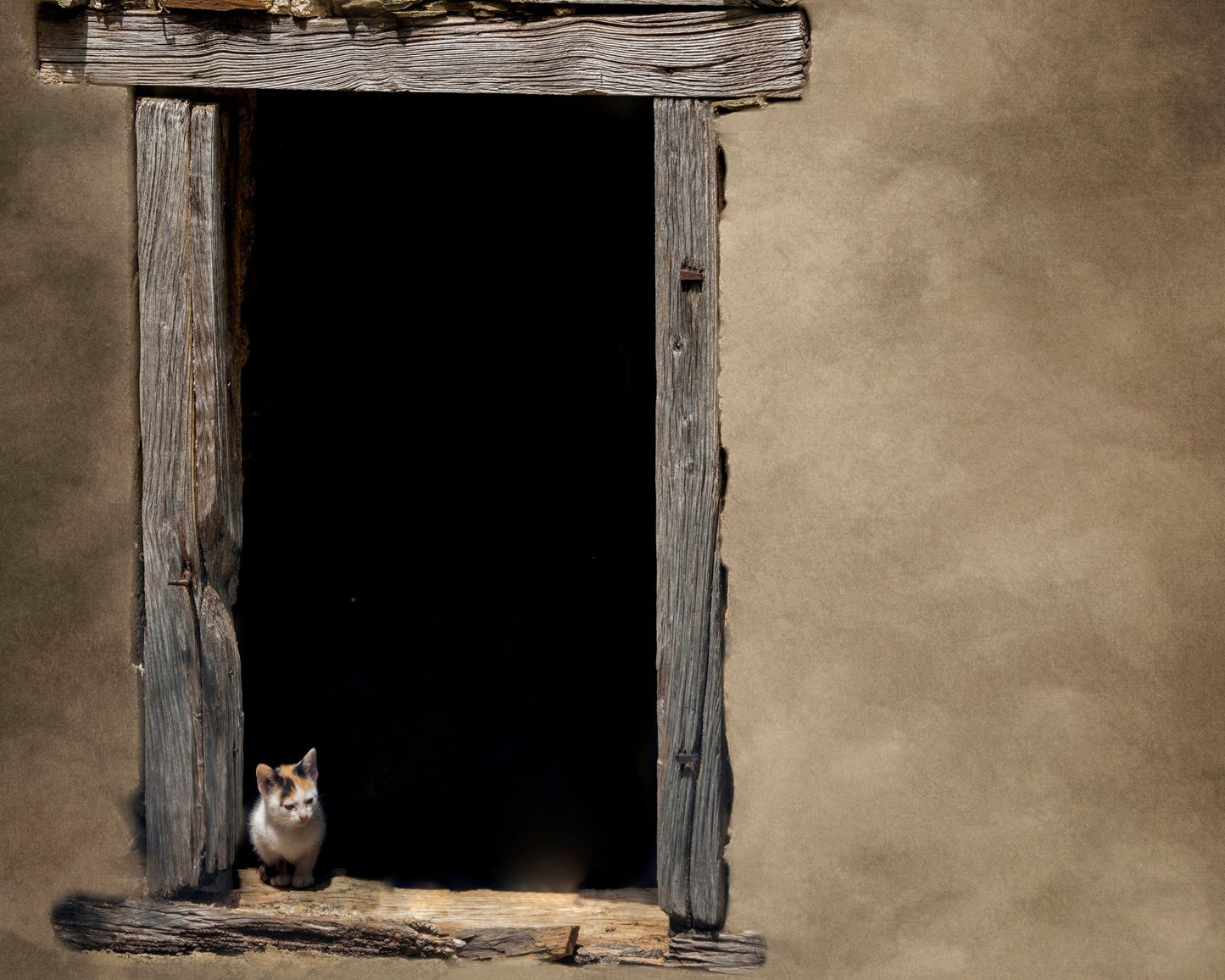 Kitten in Window