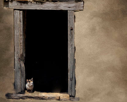 Kitten in Window
