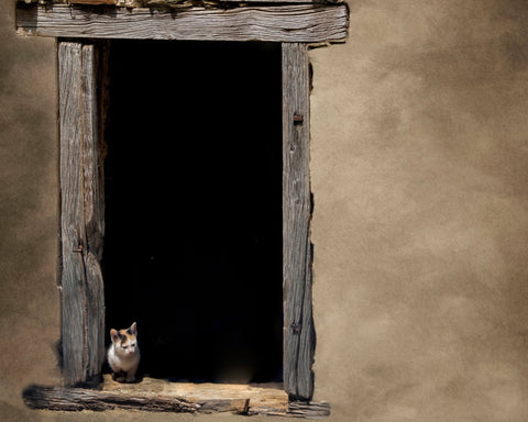 Kitten in Window