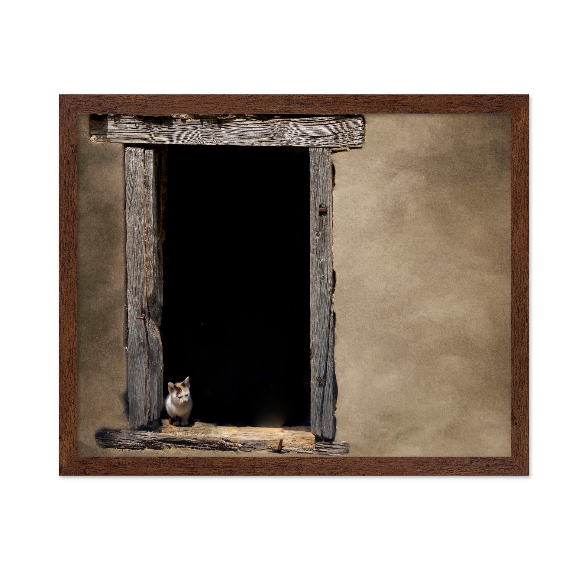 Kitten in Window