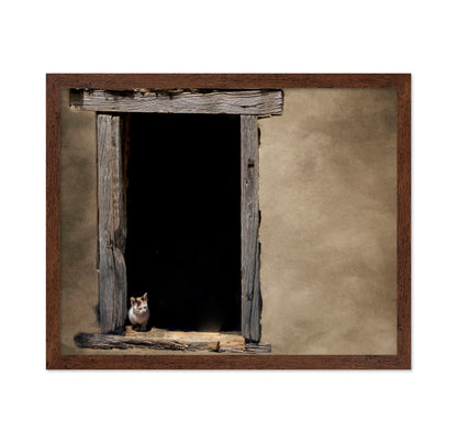 Kitten in Window