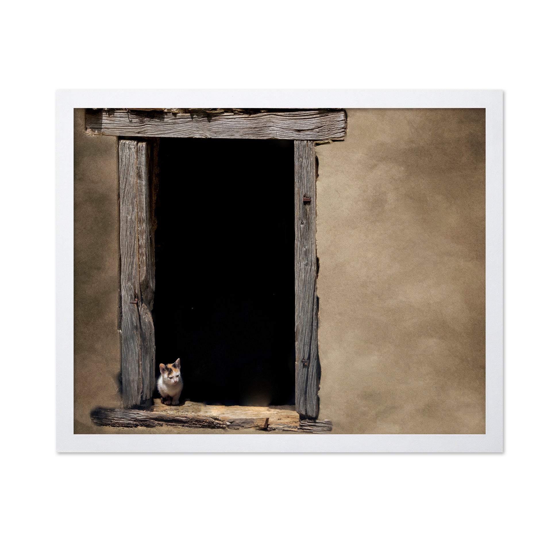 Kitten in Window