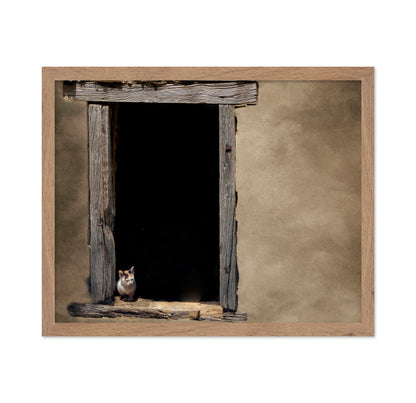 Kitten in Window