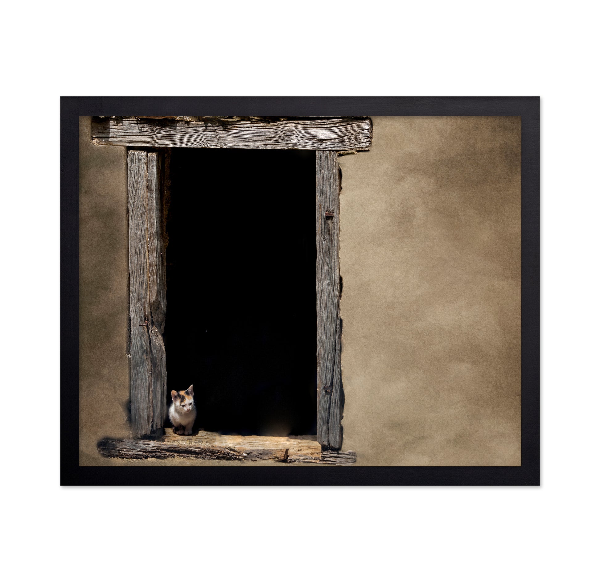 Kitten in Window