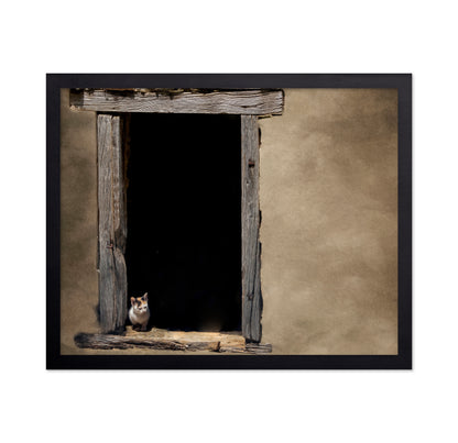 Kitten in Window