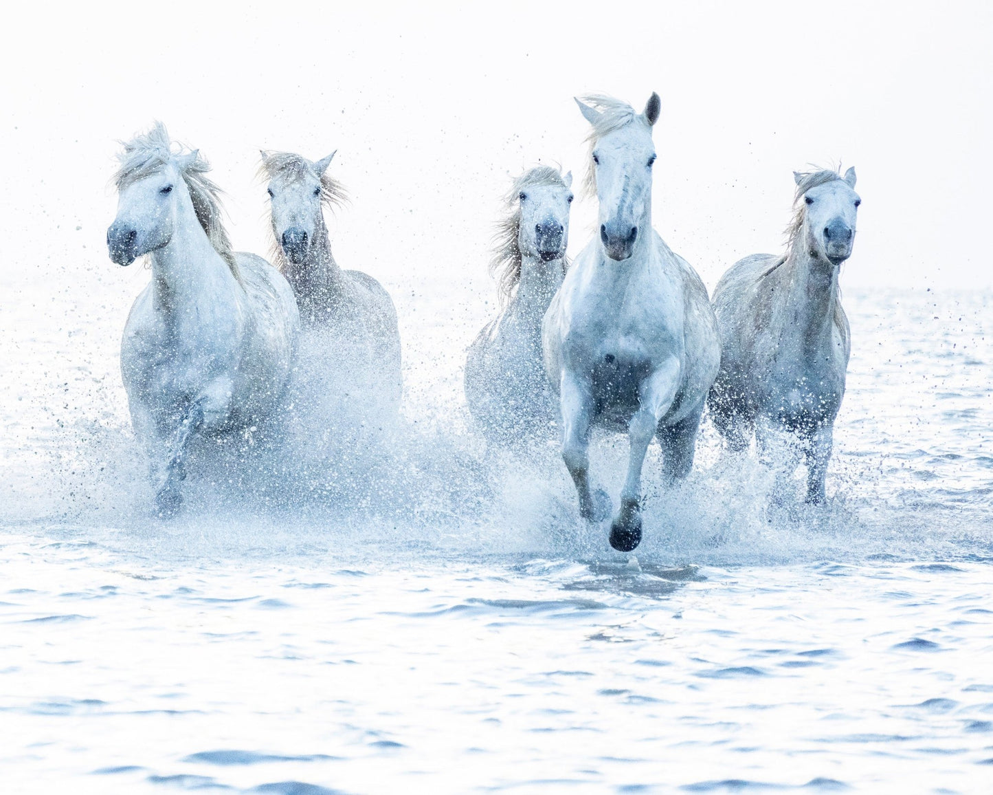 Wild Horses Running