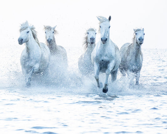 Wild Horses Running