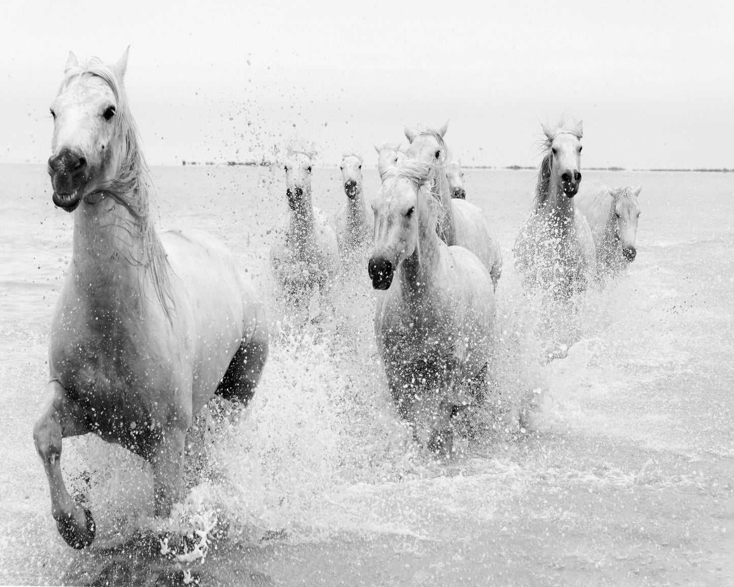 Horses Charging