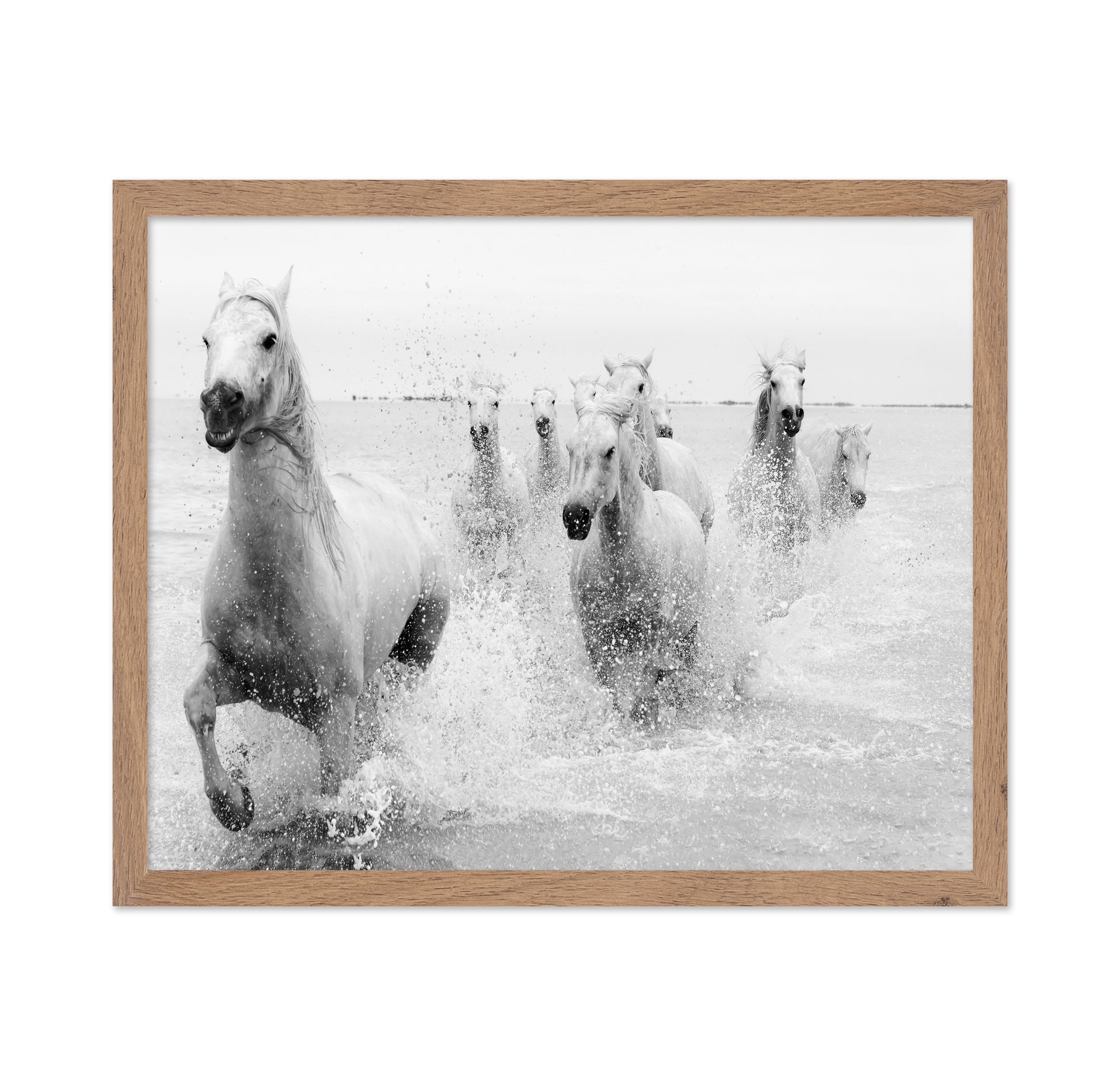 Horses Charging