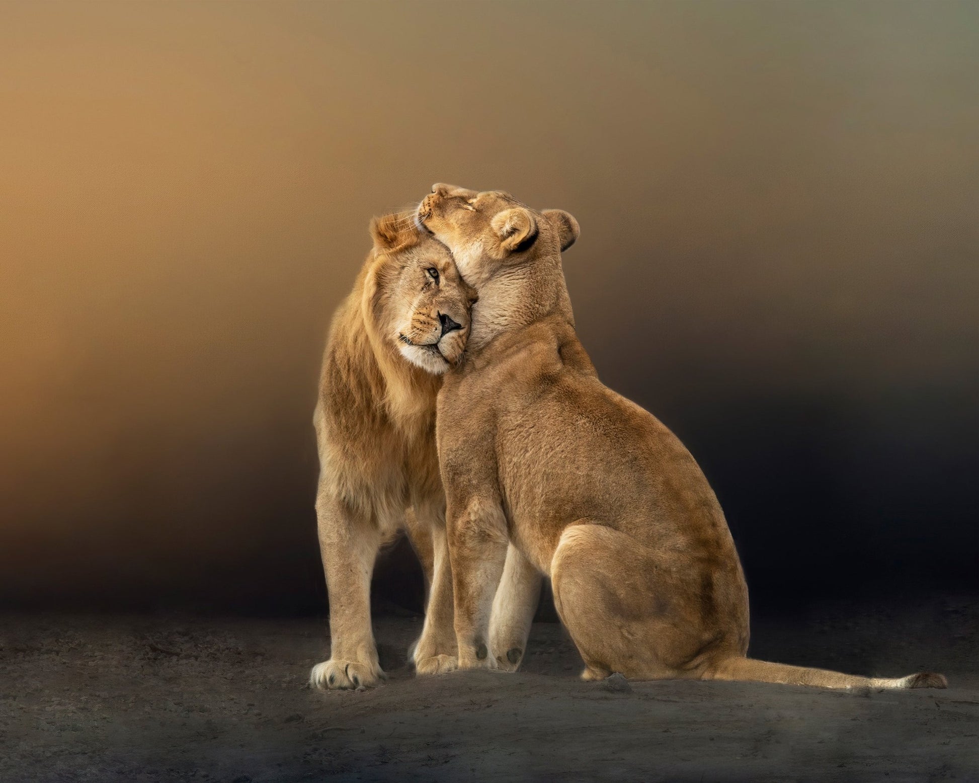 Lion Love