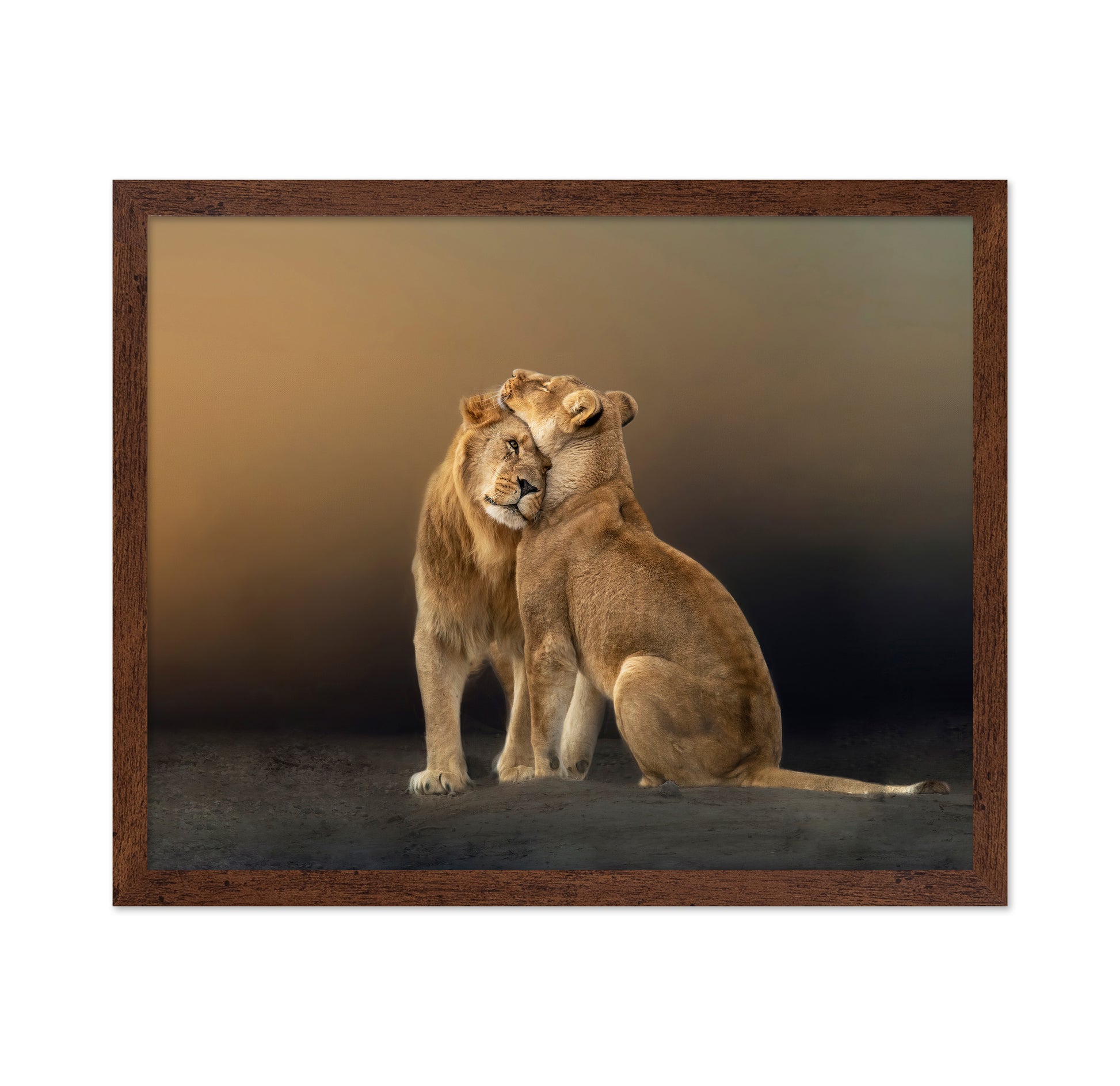 Lion Love
