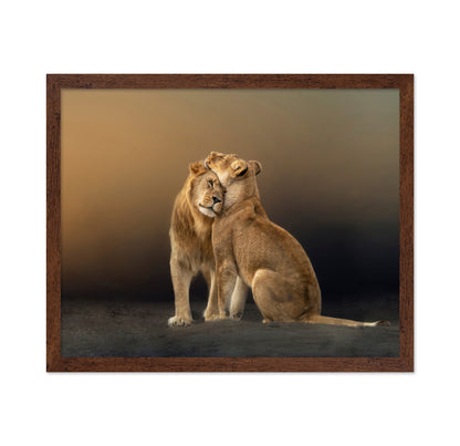 Lion Love