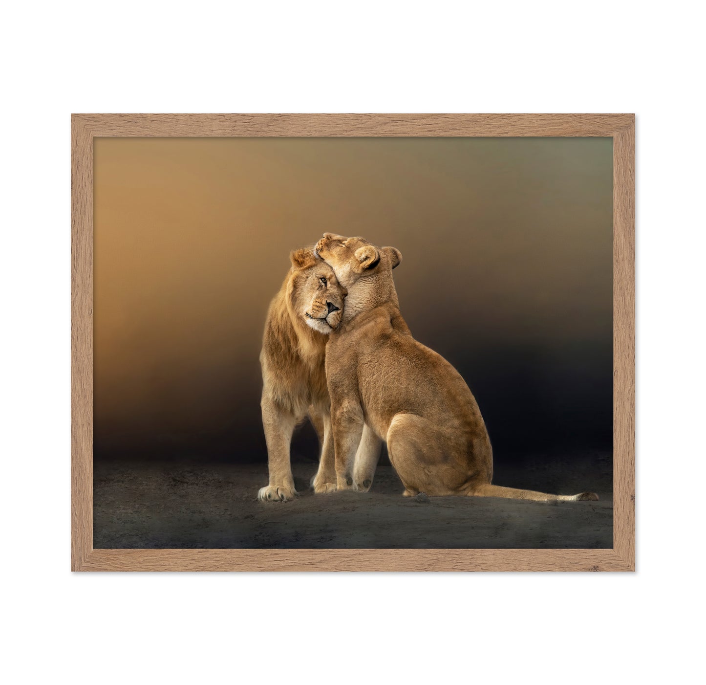 Lion Love