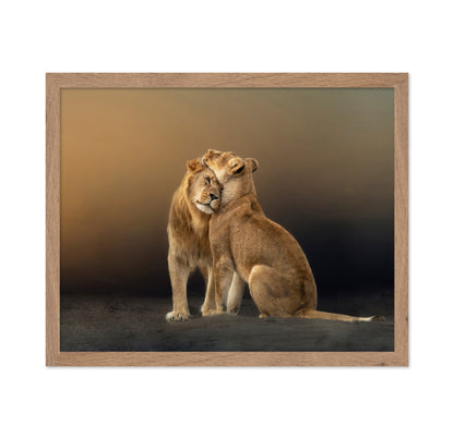 Lion Love