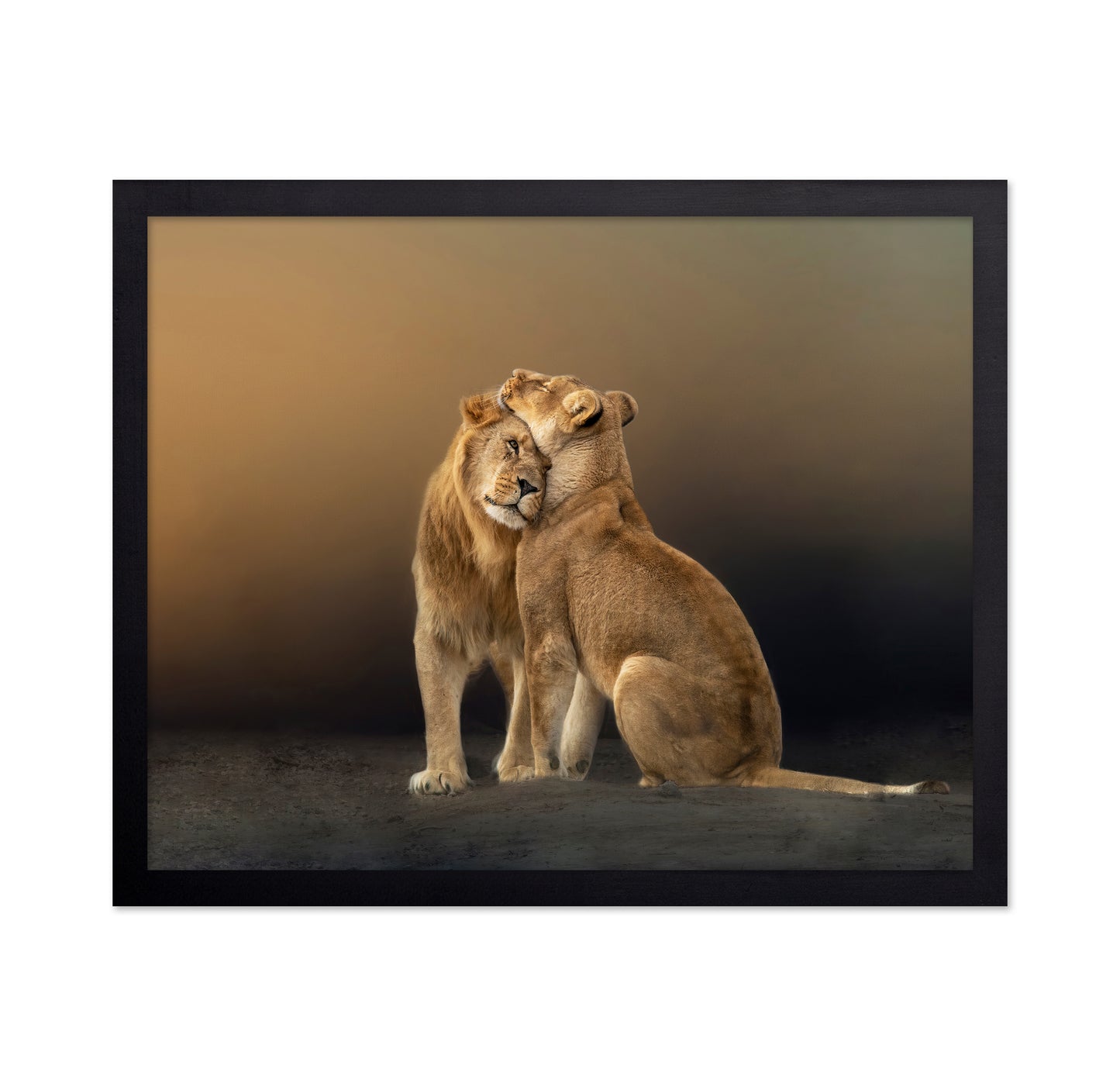 Lion Love