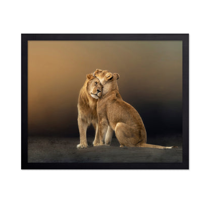 Lion Love