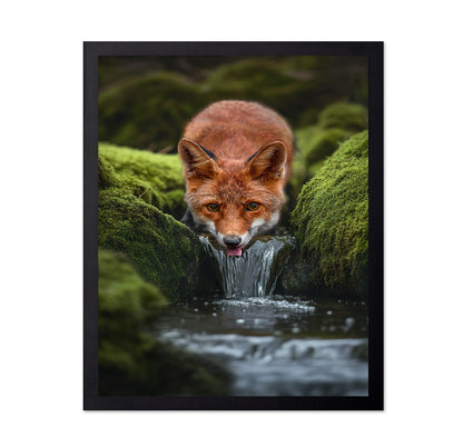 Fox Drinking Water