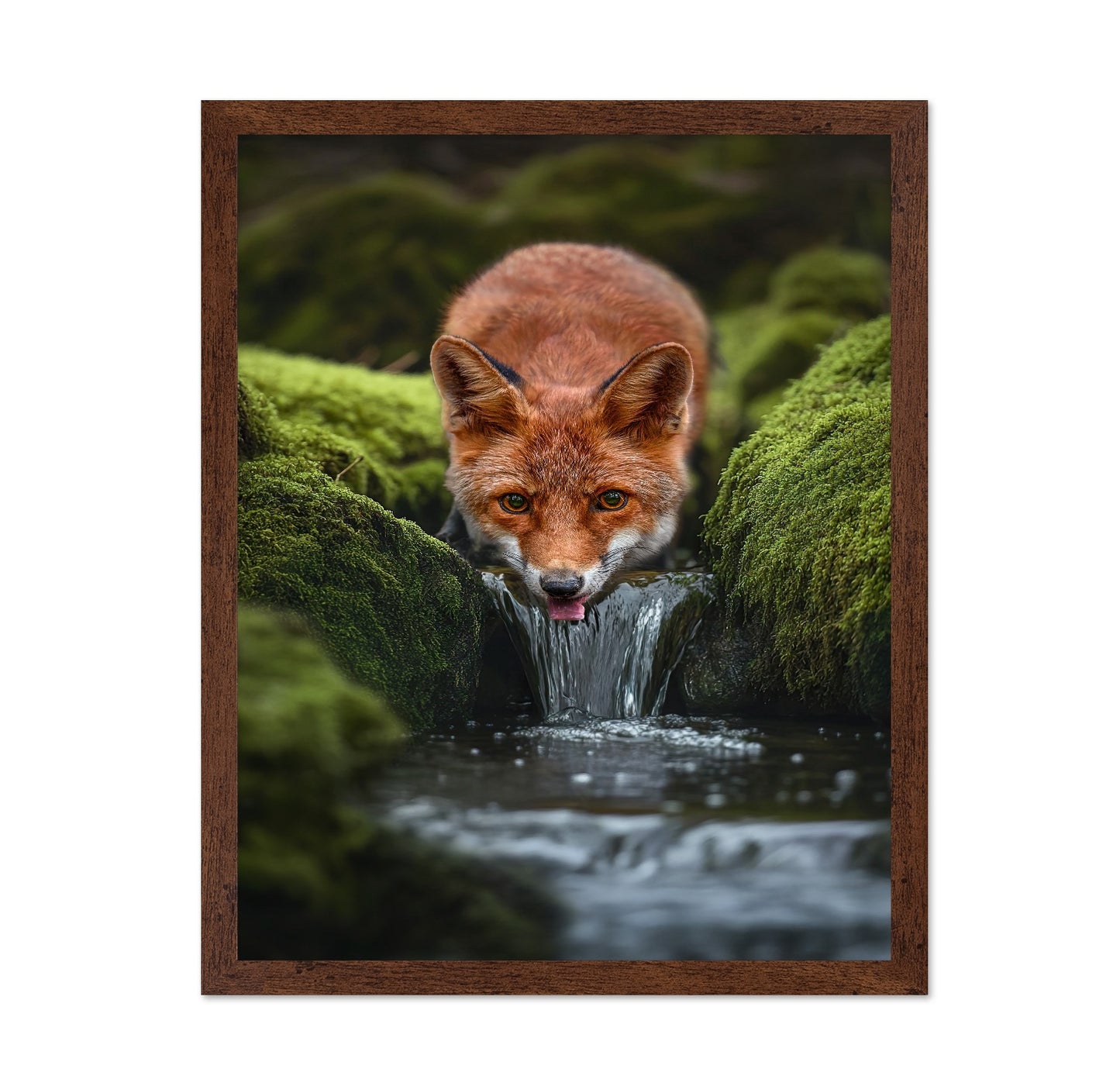 Fox Drinking Water